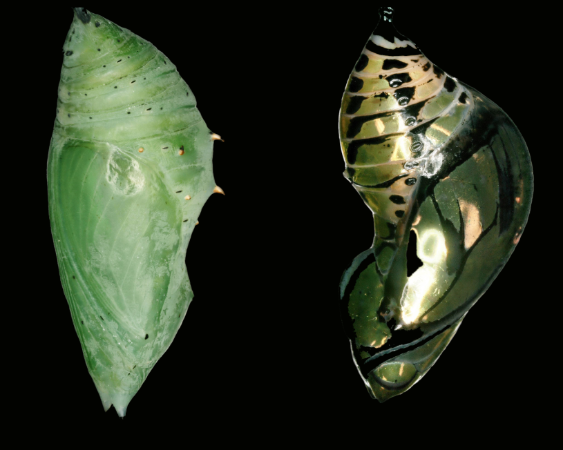 From Butterflies With Love Natural History Museum